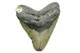 Bargain, Fossil Megalodon Tooth - North Carolina #308530-1